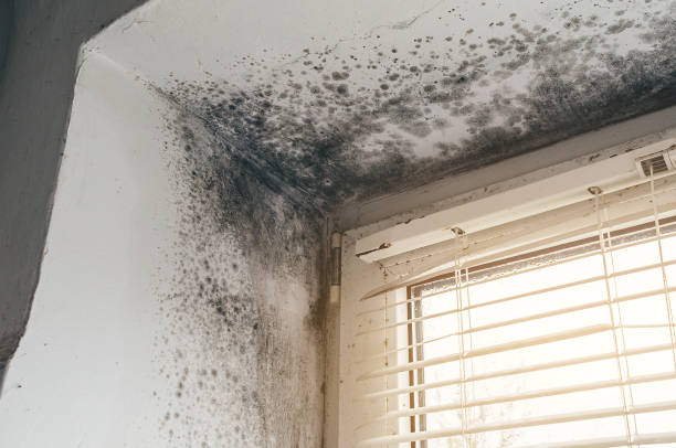 Affordable Mold Cleanup solutions in Arlington Heights, WA